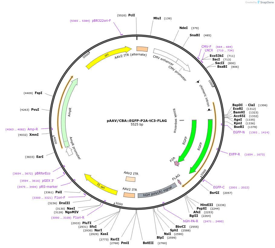 129477-plasmid-map-sequence-id-384592