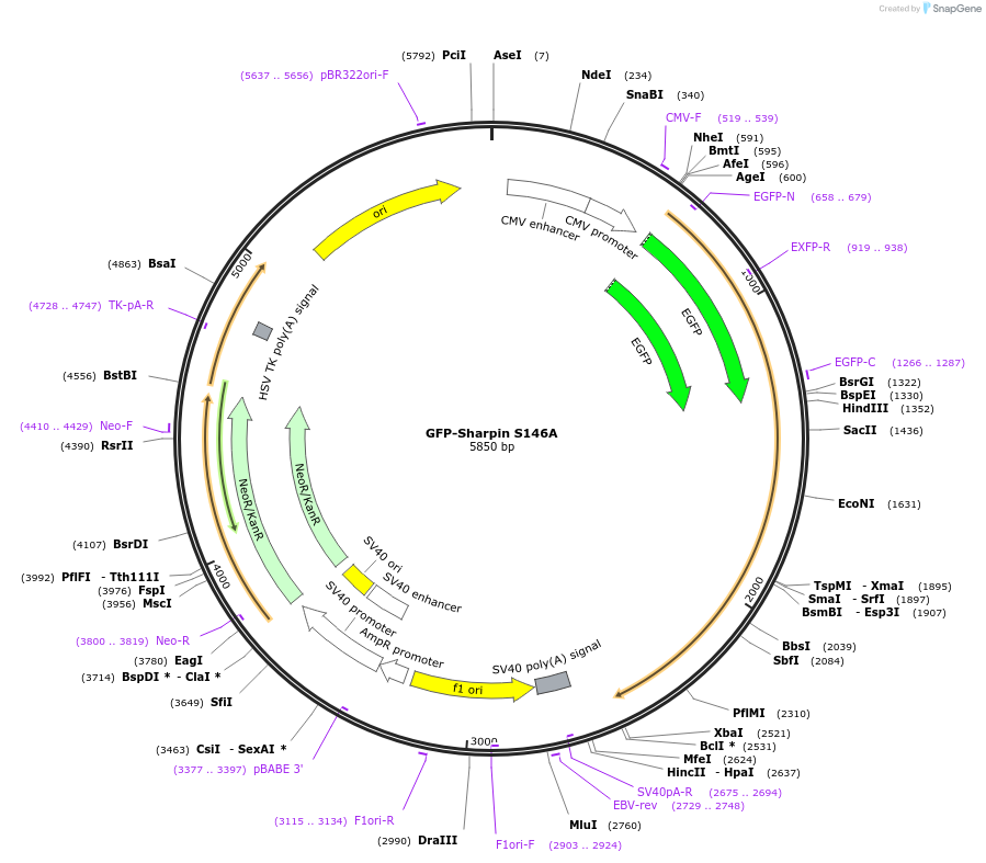 195096-plasmid-map-sequence-id-384610