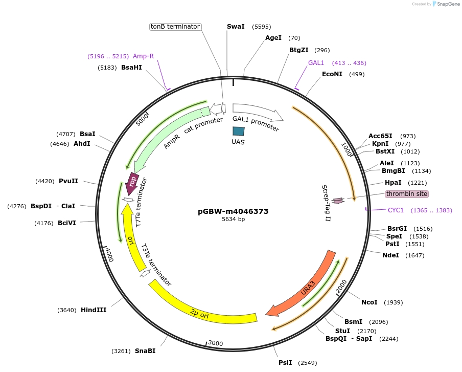 145555-plasmid-map-sequence-id-384616