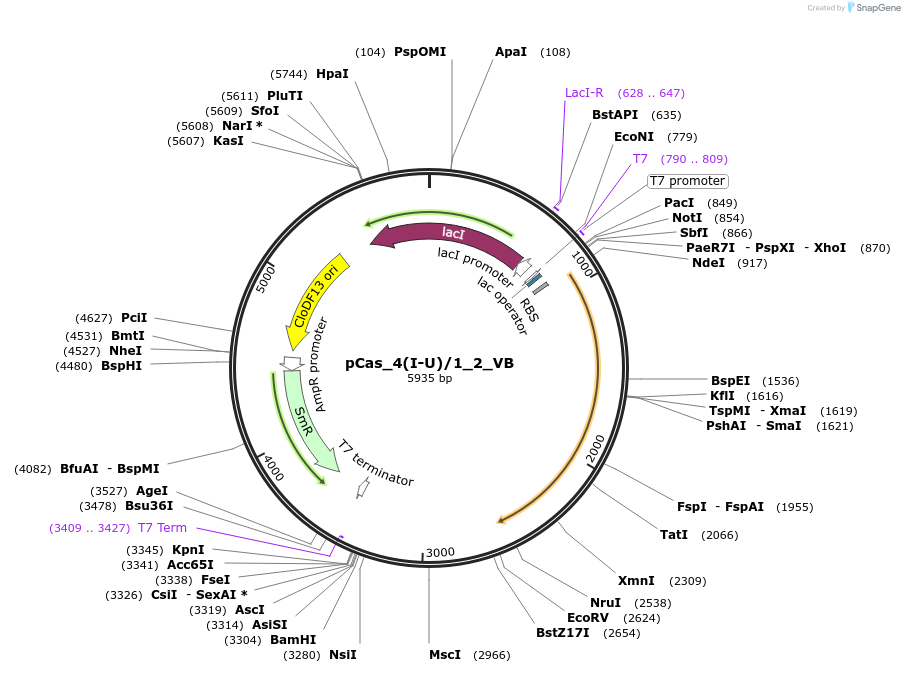 186445-plasmid-map-sequence-id-384621
