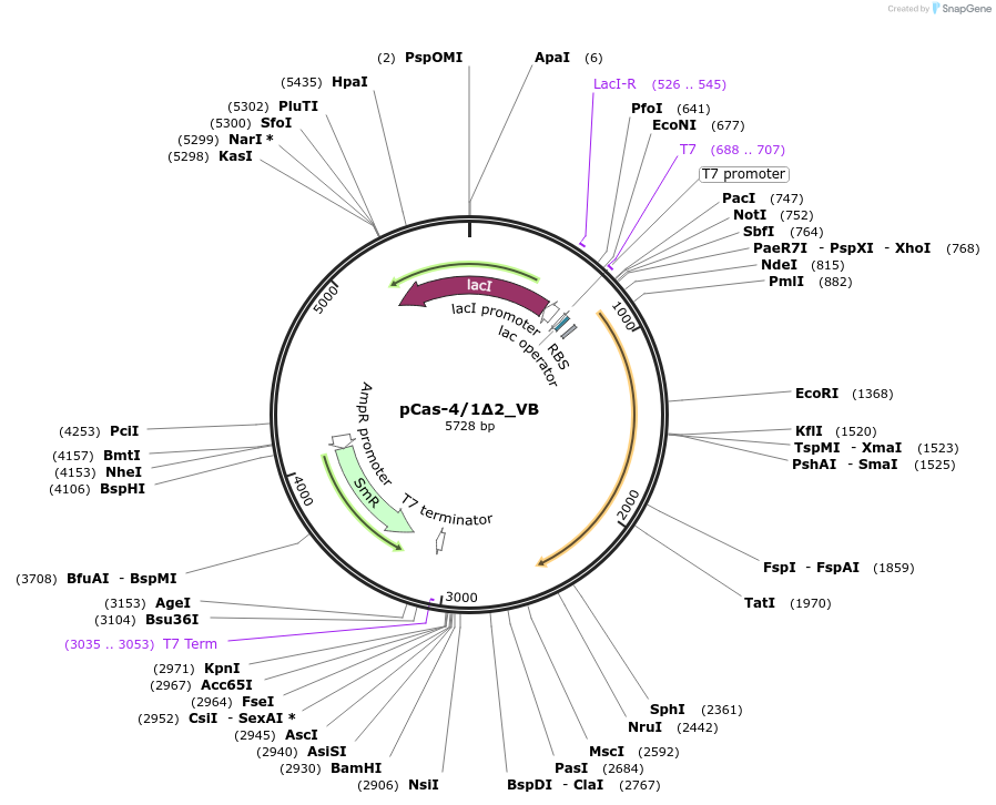 186443-plasmid-map-sequence-id-384623