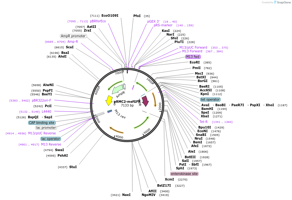 194913-plasmid-map-sequence-id-384624