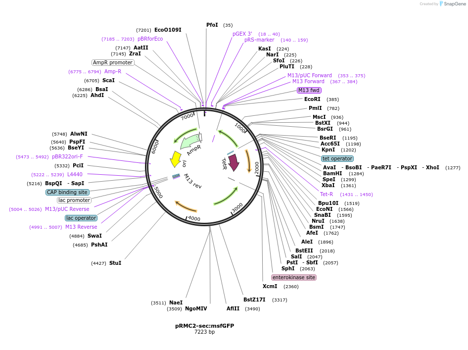 194914-plasmid-map-sequence-id-384625