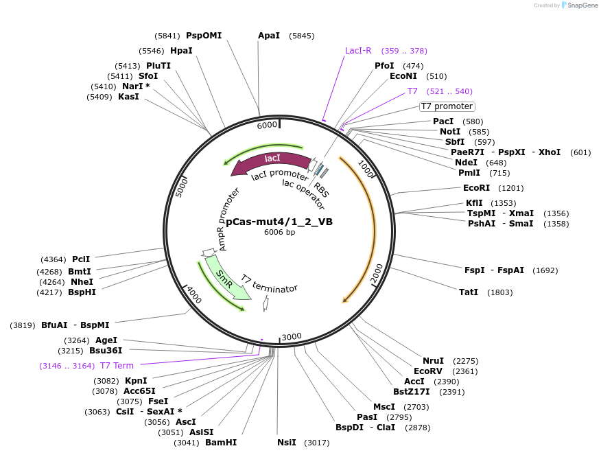 186444-plasmid-map-sequence-id-384627