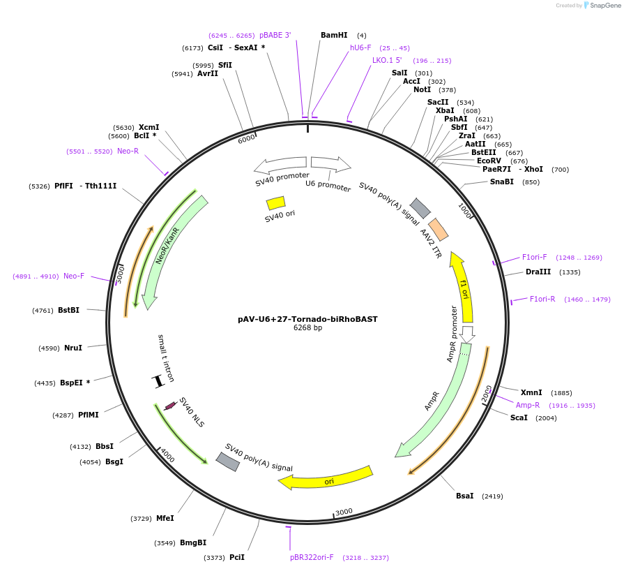 196344-plasmid-map-sequence-id-384631