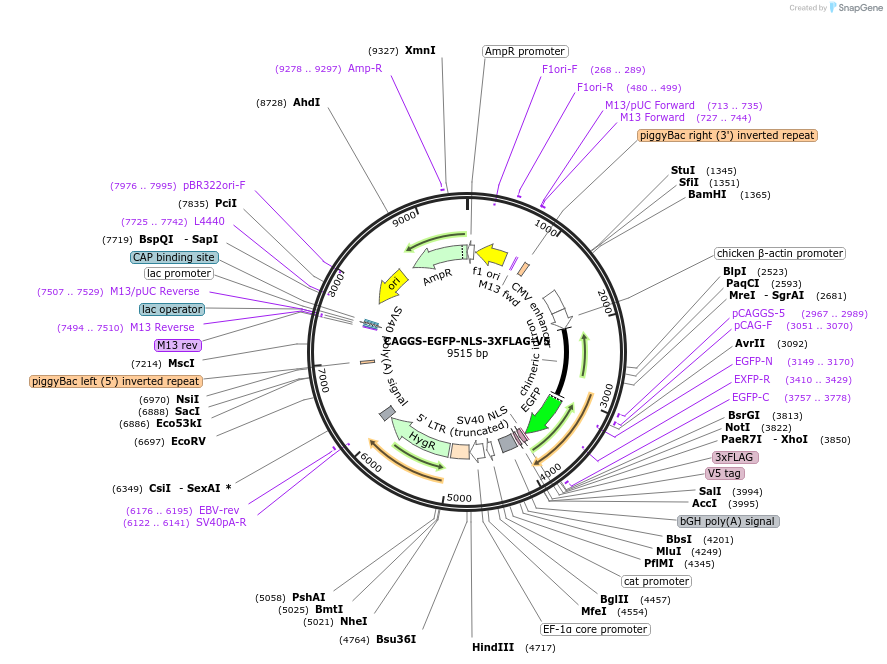 196090-plasmid-map-sequence-id-384636