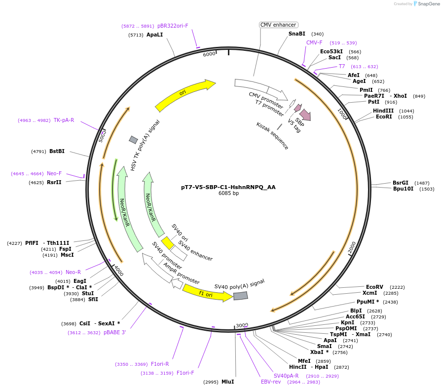 148251-plasmid-map-sequence-id-384637