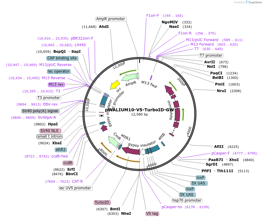 196285-plasmid-map-sequence-id-384638
