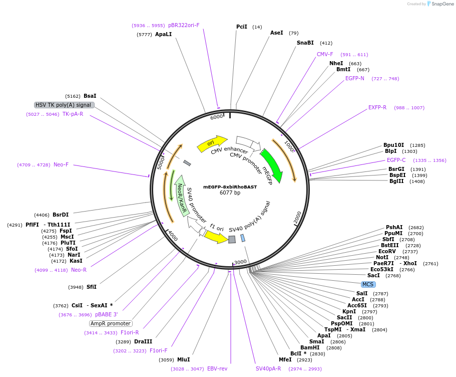 196351-plasmid-map-sequence-id-384640