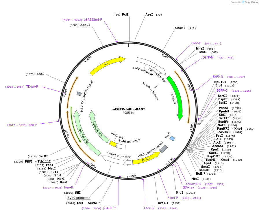 196348-plasmid-map-sequence-id-384642