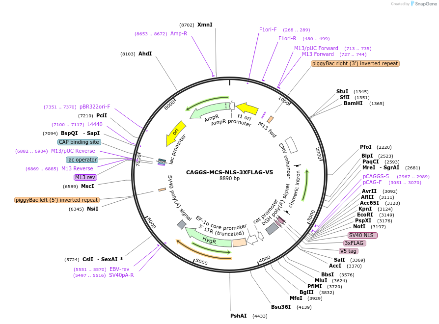 196383-plasmid-map-sequence-id-384644