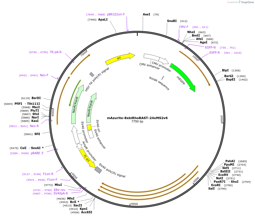 196352-plasmid-map-sequence-id-384646