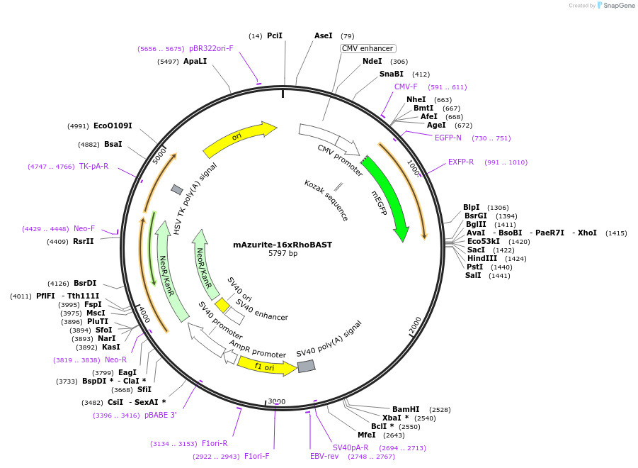 196347-plasmid-map-sequence-id-384648