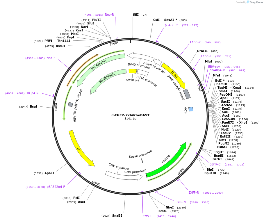 196349-plasmid-map-sequence-id-384656
