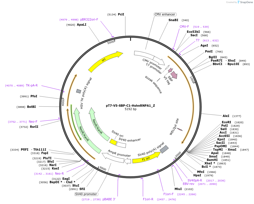 148138-plasmid-map-sequence-id-384664