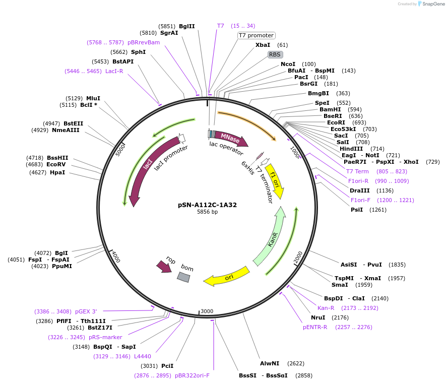 191241-plasmid-map-sequence-id-384667