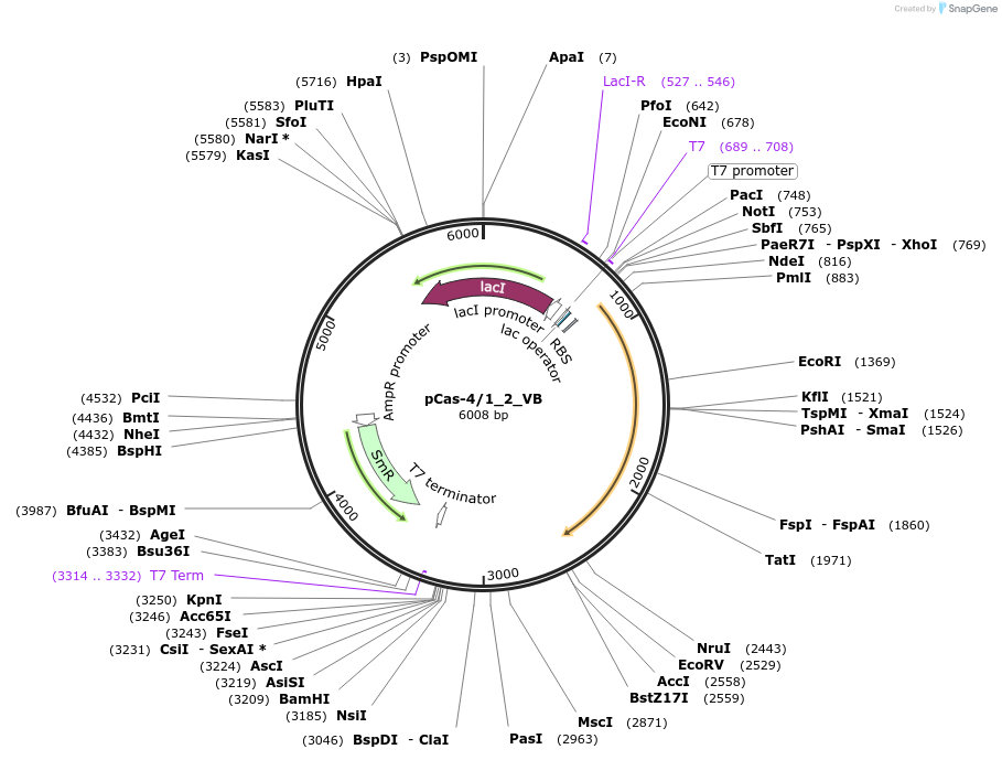 186442-plasmid-map-sequence-id-384673