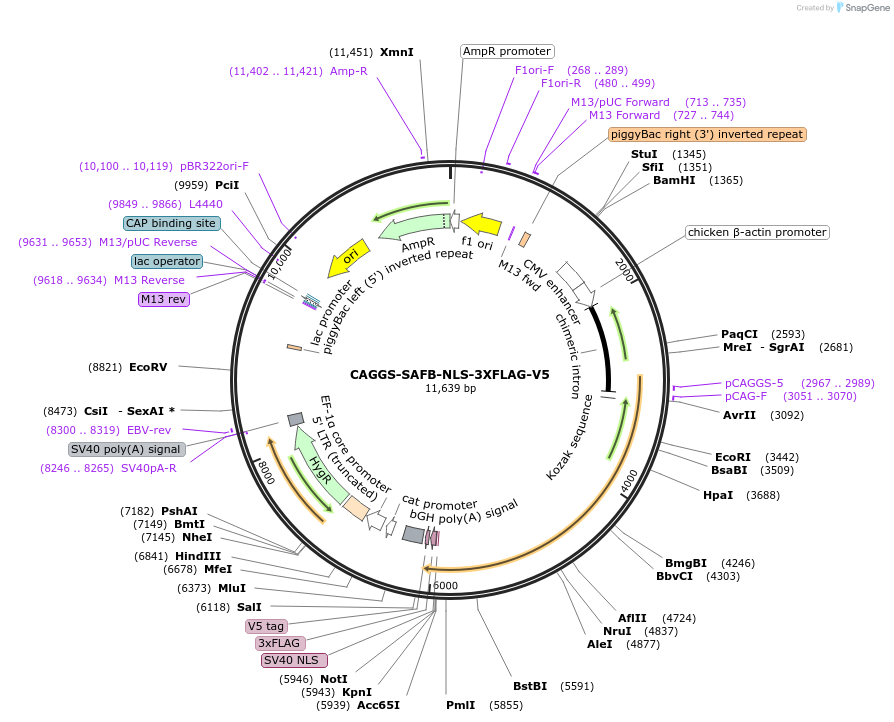 196089-plasmid-map-sequence-id-384677