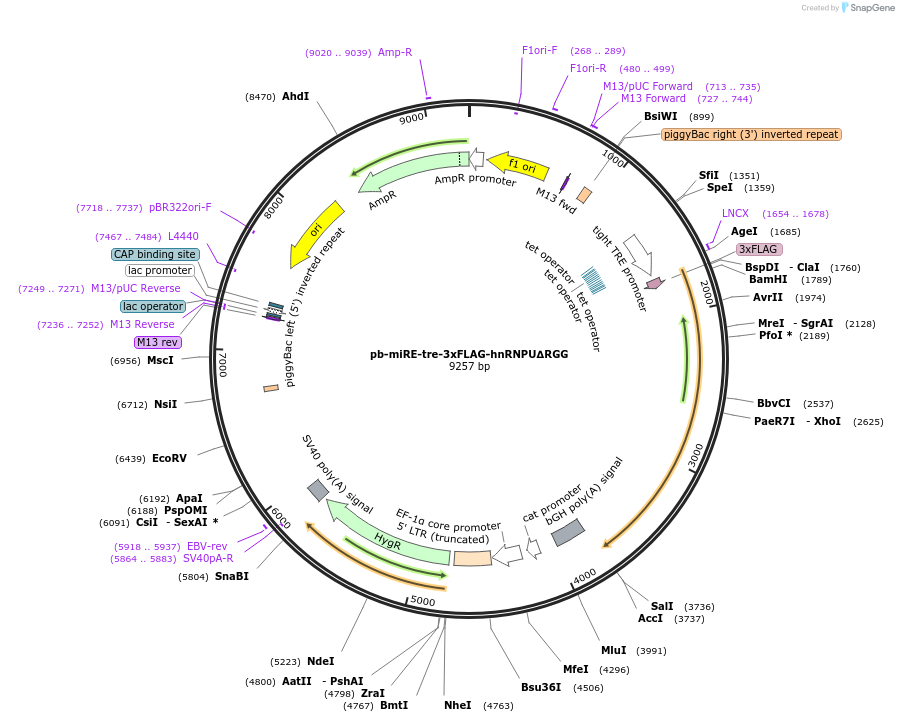196088-plasmid-map-sequence-id-384679