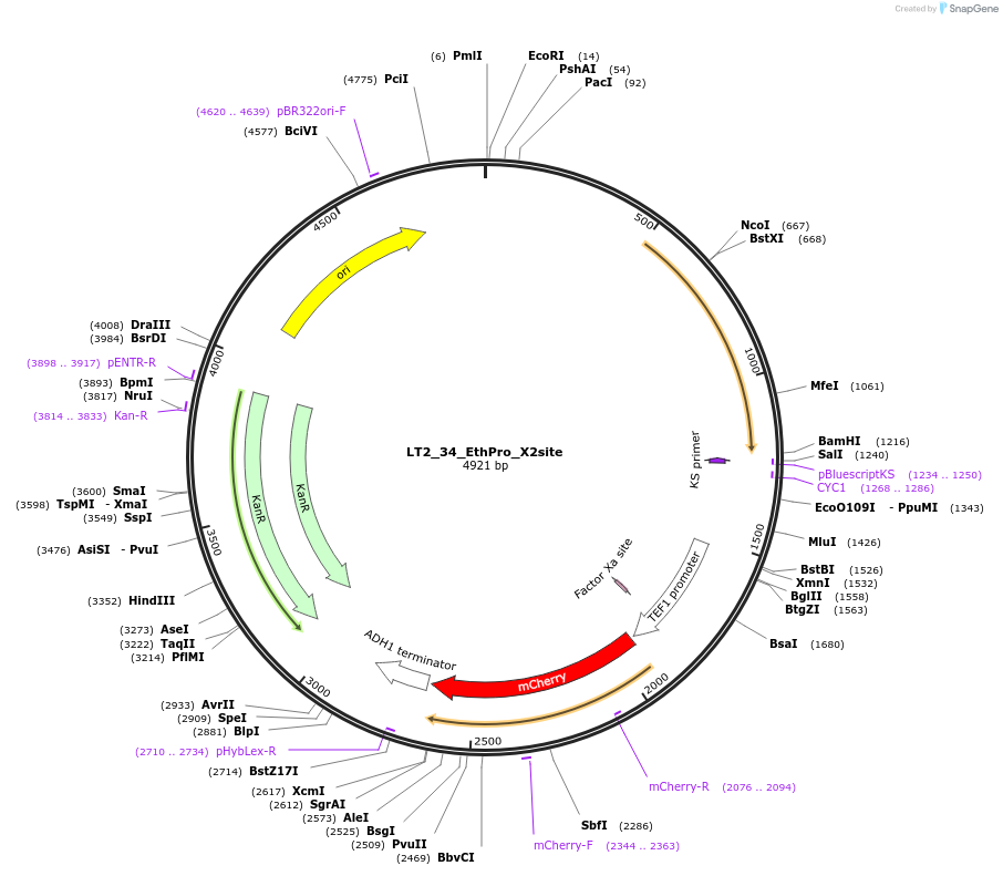 194430-plasmid-map-sequence-id-384738