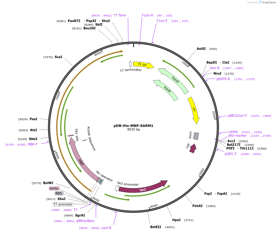 195762-plasmid-map-sequence-id-384751