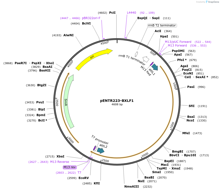 195825-plasmid-map-sequence-id-384765