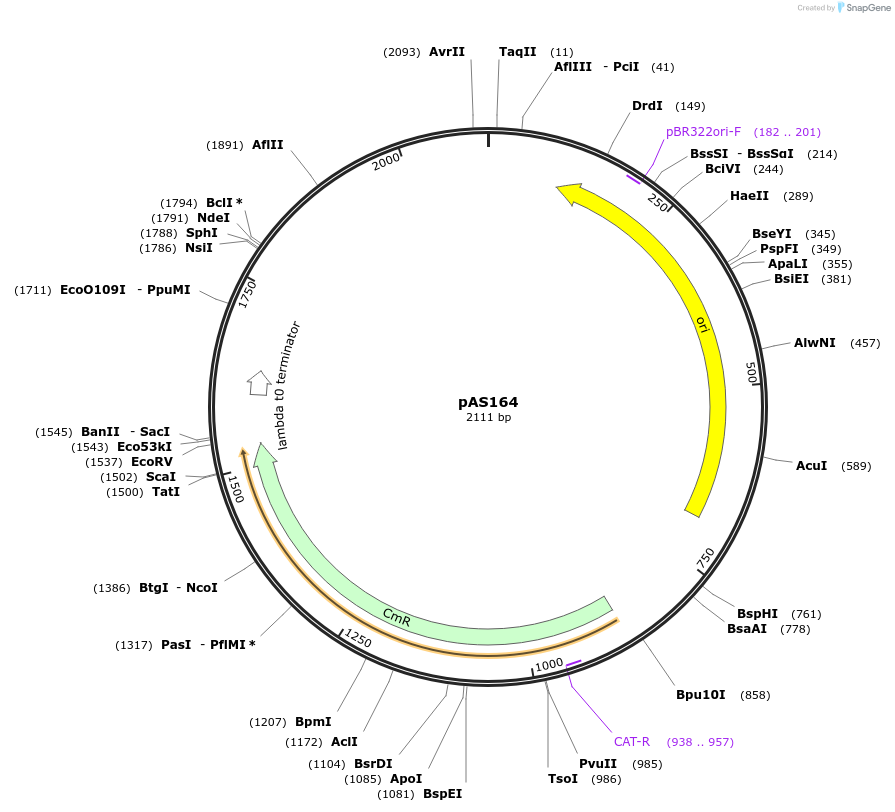 194487-plasmid-map-sequence-id-384839