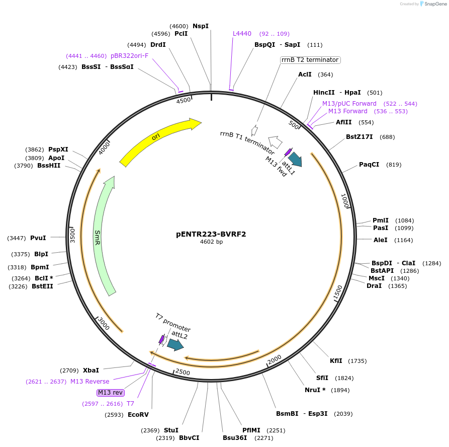 195823-plasmid-map-sequence-id-384840