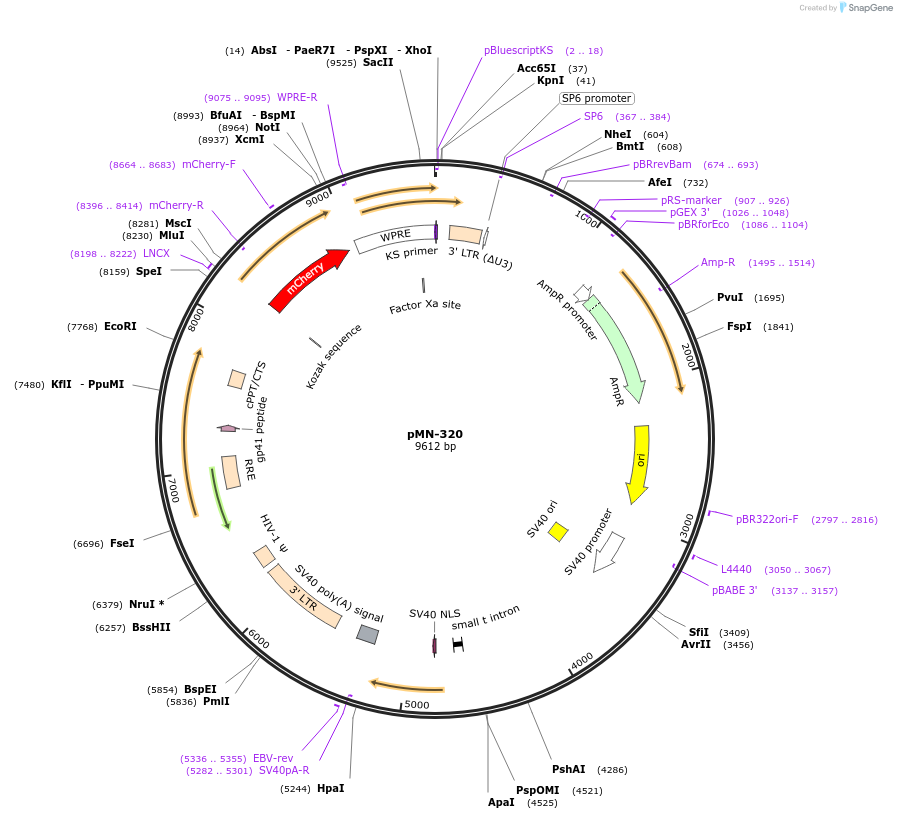 195448-plasmid-map-sequence-id-384850