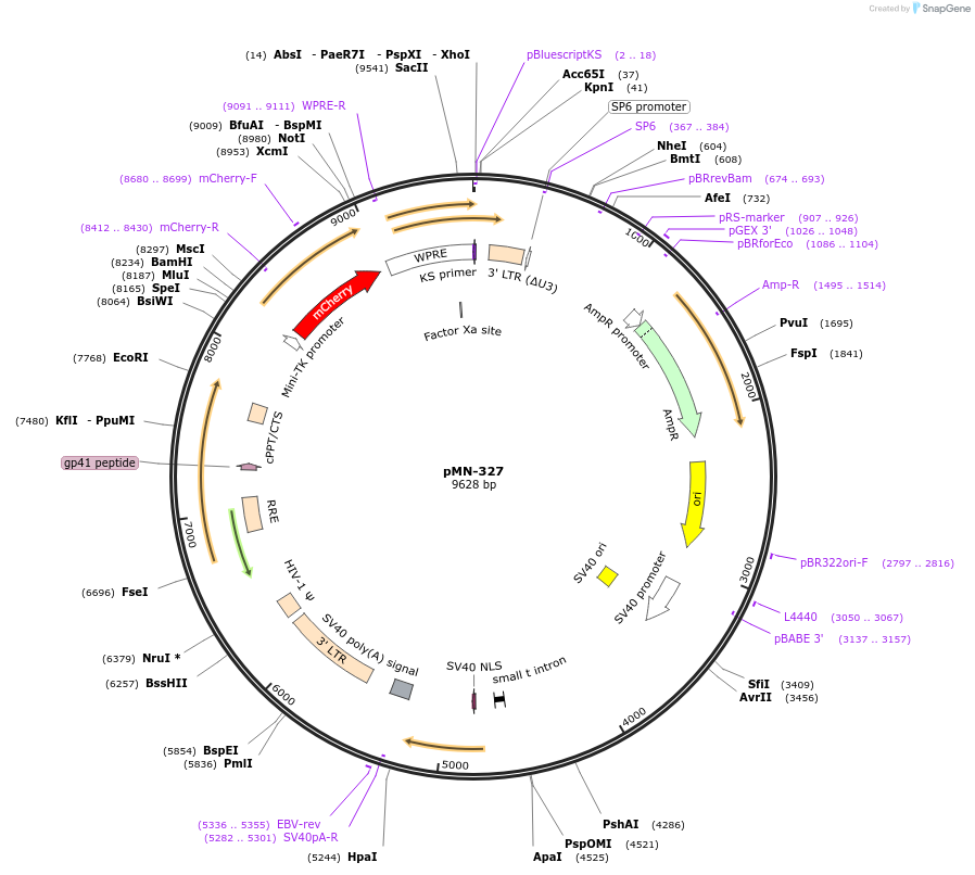 195452-plasmid-map-sequence-id-384854