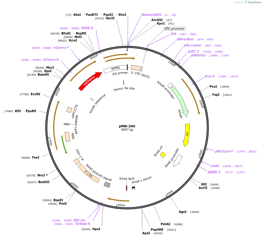 195454-plasmid-map-sequence-id-384856