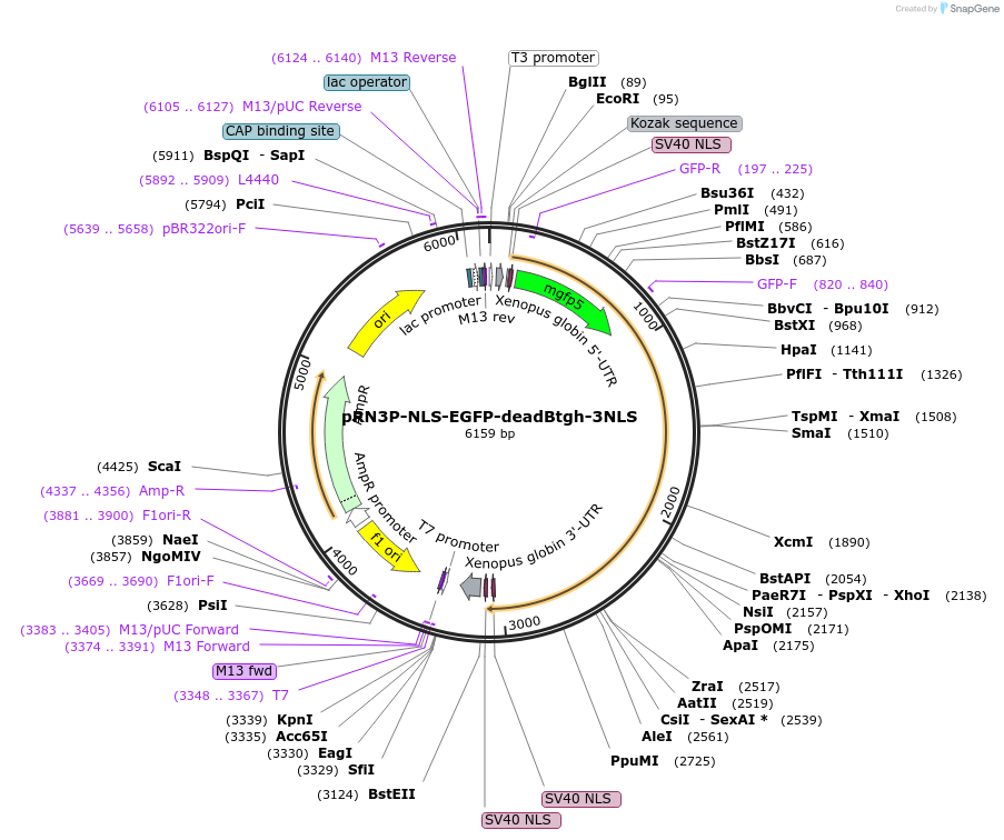 194470-plasmid-map-sequence-id-384877
