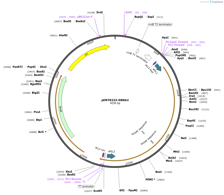 195815-plasmid-map-sequence-id-384886