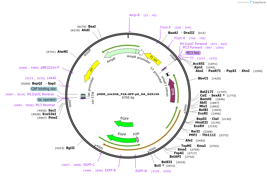196191-plasmid-map-sequence-id-384896