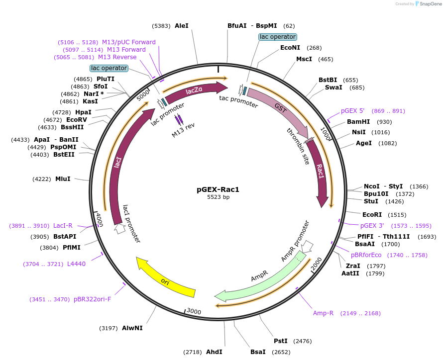 12200-plasmid-map-sequence-id-384918