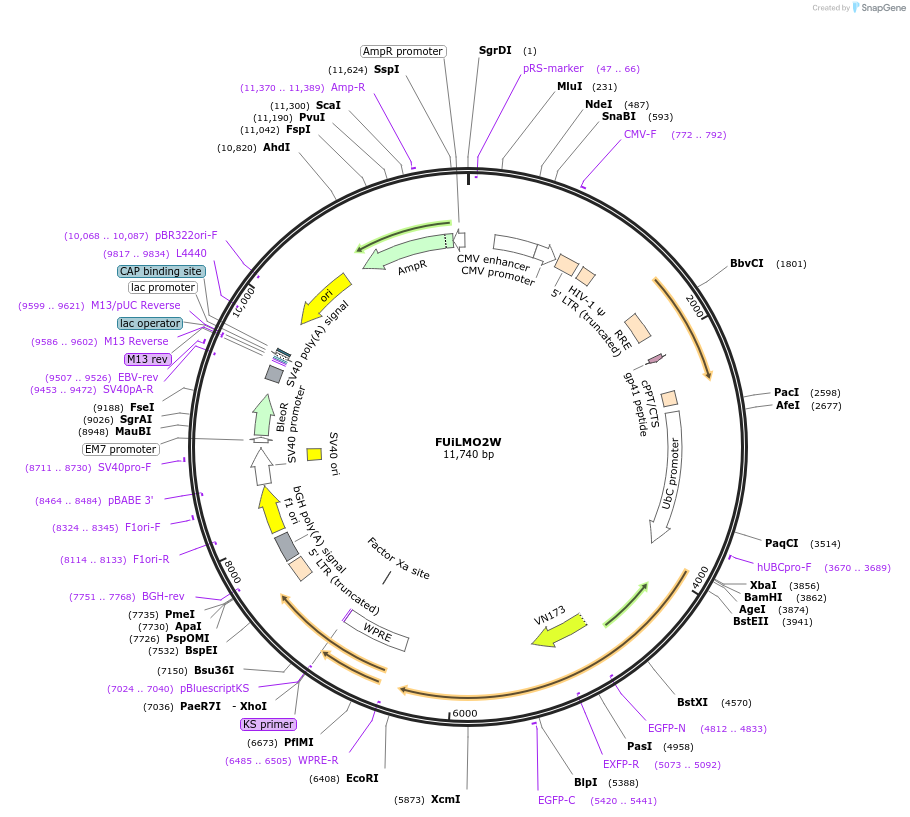 129480-plasmid-map-sequence-id-384919
