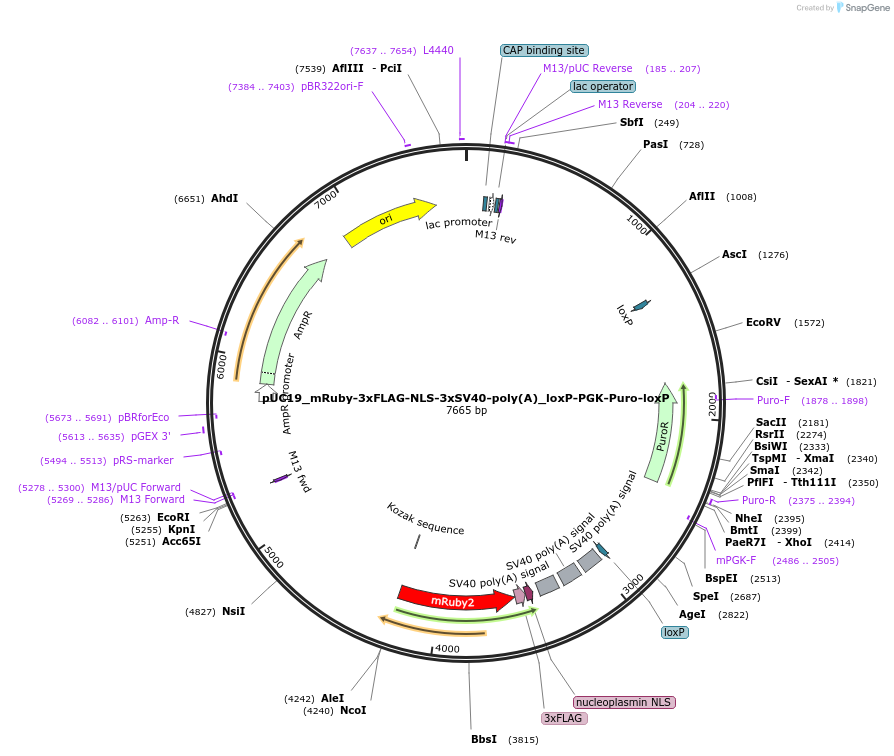 195505-plasmid-map-sequence-id-384991