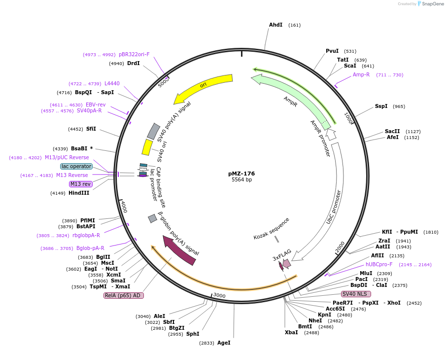 195424-plasmid-map-sequence-id-385003