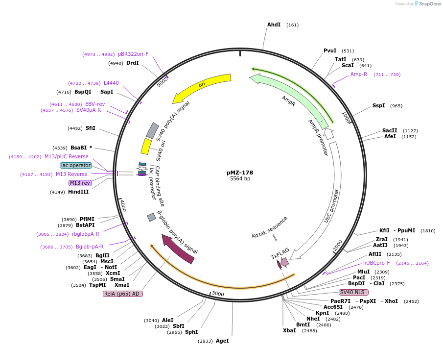 195426-plasmid-map-sequence-id-385004