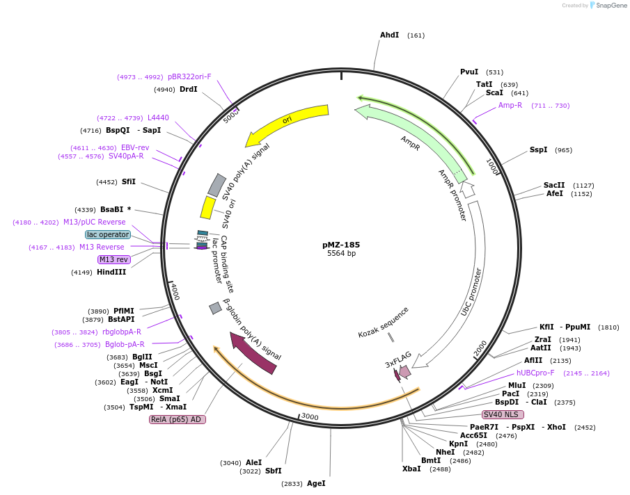 195433-plasmid-map-sequence-id-385011