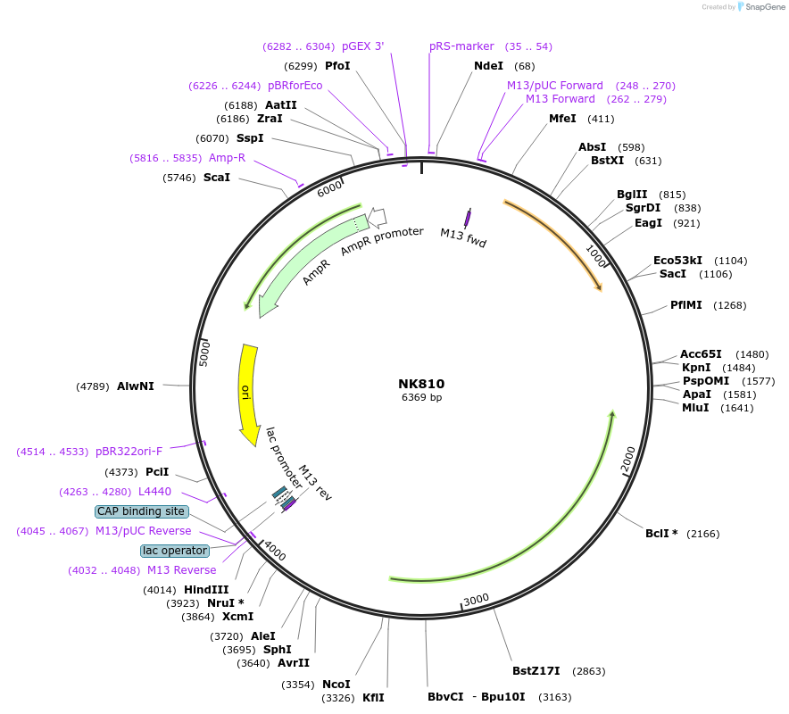 196407-plasmid-map-sequence-id-385018