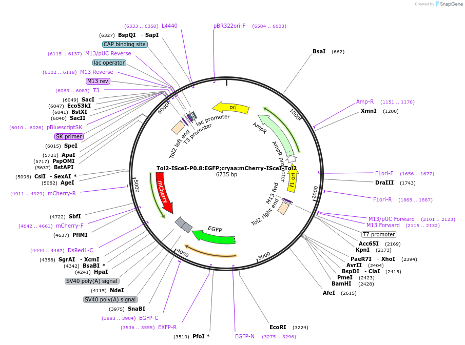 194514-plasmid-map-sequence-id-385019