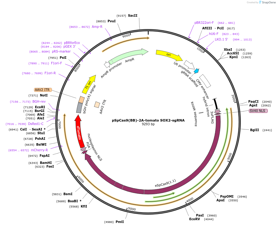 196190-plasmid-map-sequence-id-385060