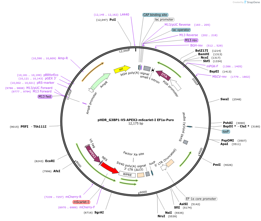 196196-plasmid-map-sequence-id-385065