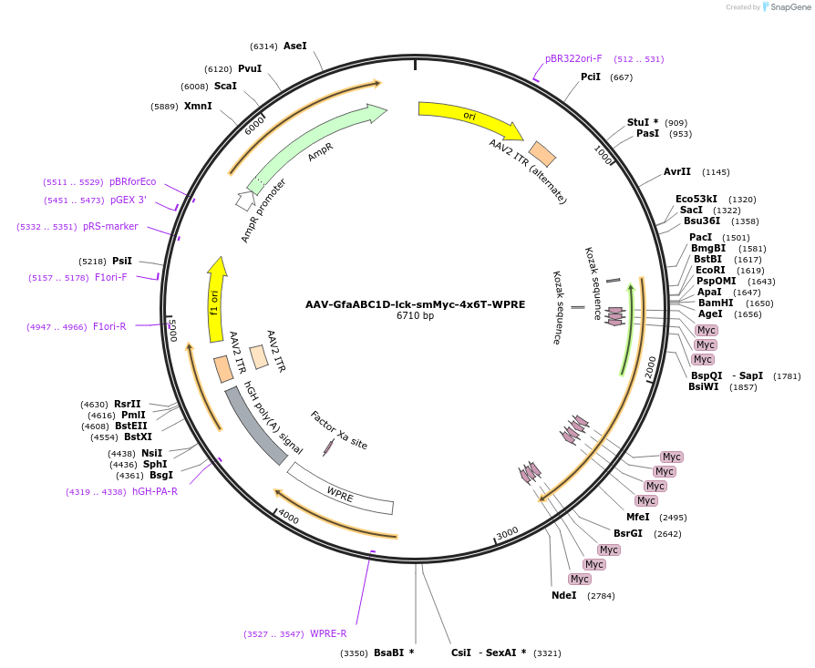 196415-plasmid-map-sequence-id-385068