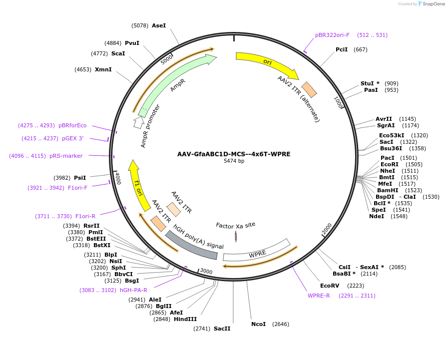 196417-plasmid-map-sequence-id-385071