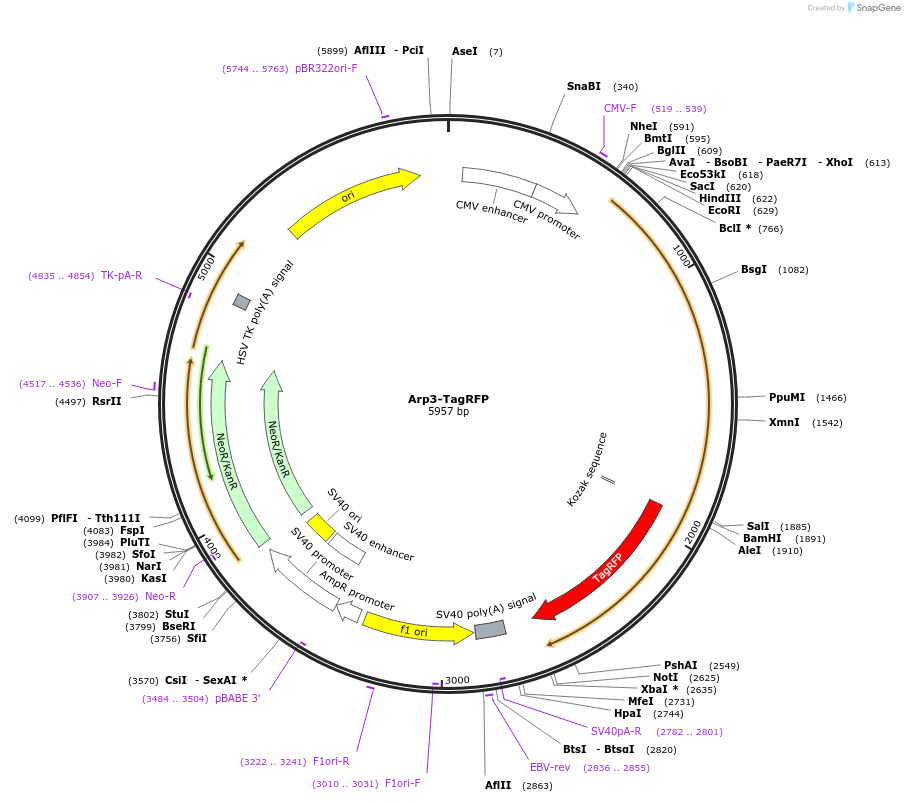 195091-plasmid-map-sequence-id-385098