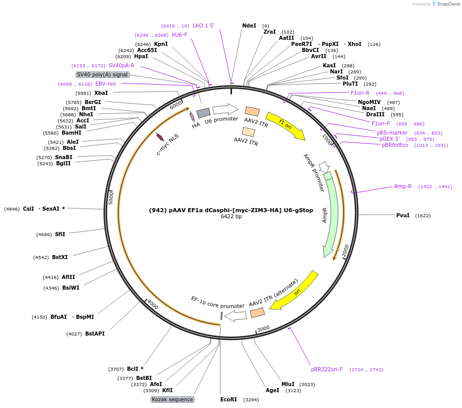 195624-plasmid-map-sequence-id-385116