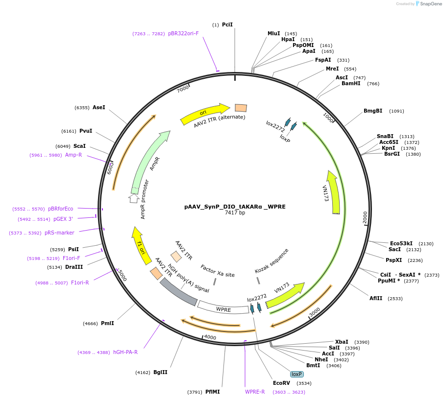 196675-plasmid-map-sequence-id-385129