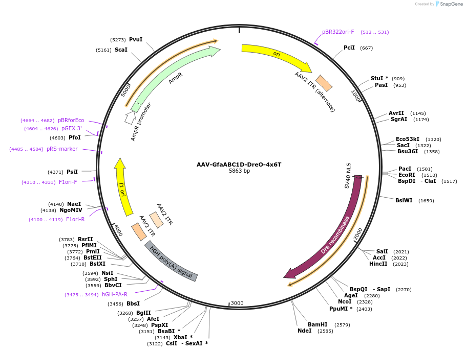 196413-plasmid-map-sequence-id-385152